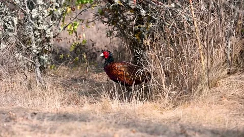 Male common pheasant Phasianus colchicus in the wild.  Stock-Footage 254365965