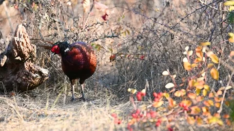 Male common pheasant Phasianus colchicus in the wild.  Stock Footage 254366107