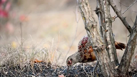 Male common pheasant Phasianus colchicus in the wild Stock Footage 254366219