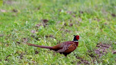 Male common pheasant Phasianus colchicus in the wild Stock-Footage 257480754
