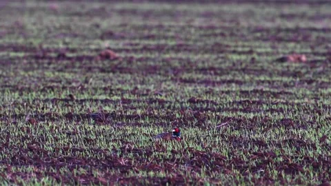 Male common pheasant Phasianus colchicus in the wild. Stock-Footage 270600810