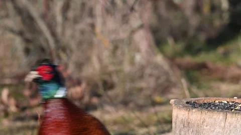 Male Common Pheasant Phasianus colchicus in the wild Stock-Footage 279645758