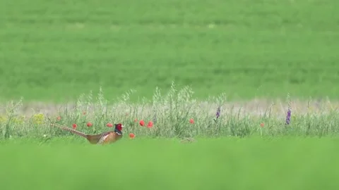 Male common pheasant Phasianus colchicus in the wild.  Video stock 280205900