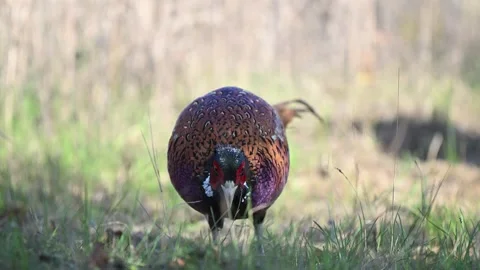 Male Common Pheasant Phasianus colchicus in the wild Stock Footage 290966582