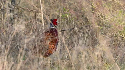 Male common pheasant Phasianus colchicus in the wild. Video stock 297899704