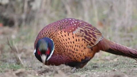 Male common pheasant Phasianus colchicus in the wild Stock Footage 317313488