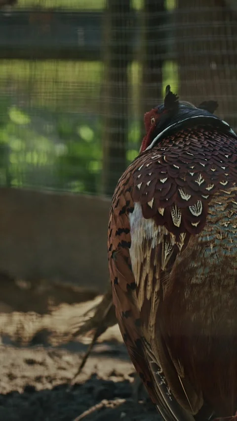 Male common pheasant - Phasianus colchicus, ring-necked pheasant, or blue-heade Stock-Footage 341153203