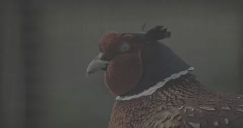 Male common pheasant - Phasianus colchicus, ring-necked pheasant, or Stock-Footage 341353583