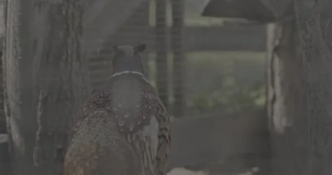 Male common pheasant - Phasianus colchicus, ring-necked pheasant, or Stock-Footage 341353913