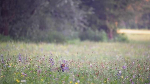 Male common pheasant walking and standing in a vibrant wildflower meadow Stock Footage 337718882