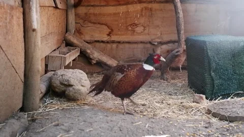 Male common pheasant walking in aviary Stock Footage 337033125