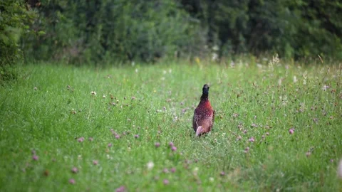 Male common pheasant walking away and calling in a wild flower meadow Stock Footage 337706290