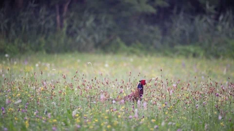 Male common pheasant walking through a vibrant wild flower meadow nature scene Stock Footage 337706603
