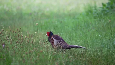 Male Common Pheasant Walking Through Green Meadow in 4K Slow Motion Stock Footage 337708669