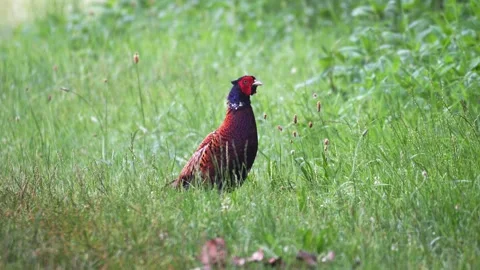 Male Common Pheasant Walking Through Green Grass in Nature Stock Footage 337718951