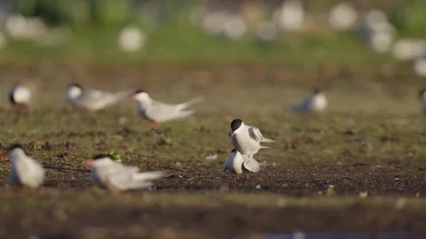 Male common tern balances on top of female during mating Stock Footage 337023663