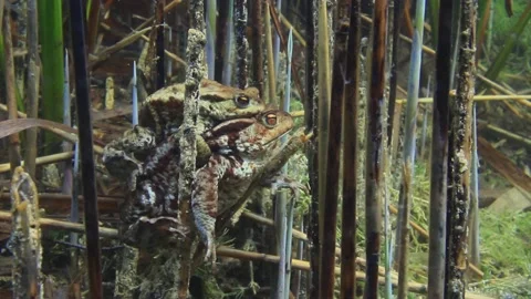 The male Common toad (Bufo bufo) on the back of female moves around the Stock Footage 172440676