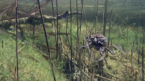 The male Common toad (Bufo bufo) on the back of female is landing on the Stock Footage 172441231