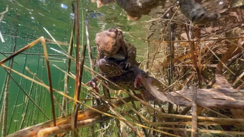 Male Common Toad (Bufo bufo) has mistakenly taken into amplexus a female of Stock Footage 307305525