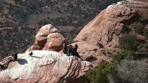 Male Condor performs breeding display 動画素材 10568676