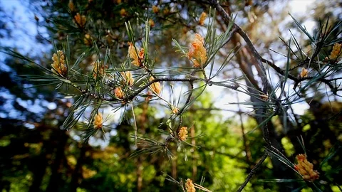 Male cones of pine tree Stock Footage 90359744