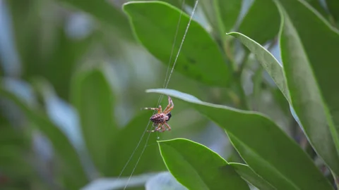 Male Cross Spider Crawling on Web and Leaves Stock Footage 346262170