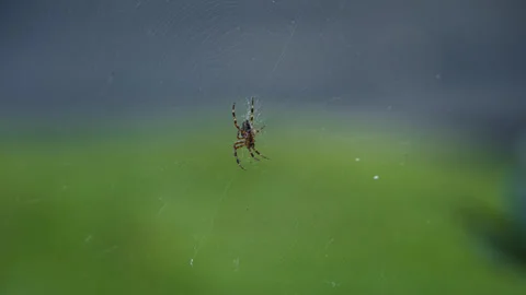 Male cross spider hangs in a delicate orb web with soft green and blue Stock Footage 346261963