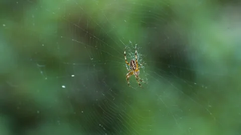 Male cross spider rests at the center of a delicate orb web against soft green Stock Footage 346261753