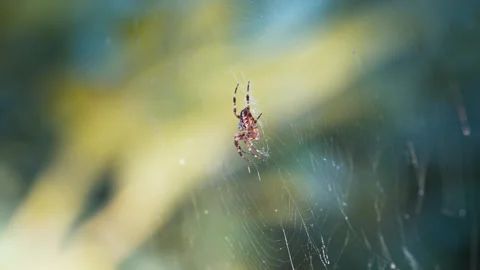 Male Cross Spider on Spider Web Stock Footage 346261953