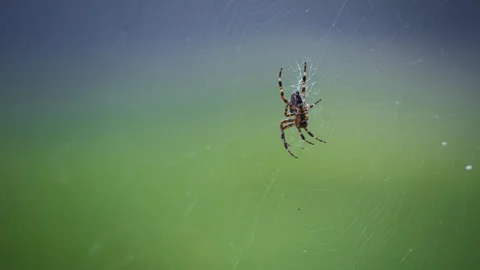 Male Cross Spider on Spider Web Stock Footage 346262155