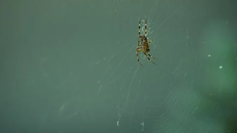Male Cross Spider on Spider Web Stock Footage 346262210