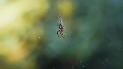 Male Cross Spider in Web Stock Footage 346261812