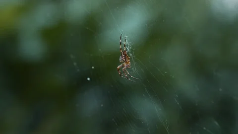 Male Cross Spider on Web Stock Footage 346262175