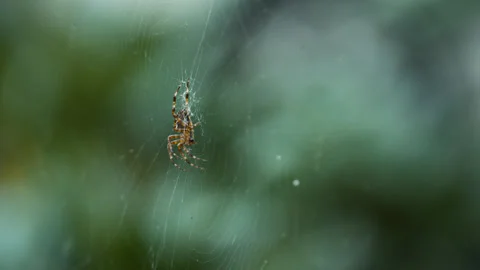 Male Cross Spider on Web Stock Footage 346262186