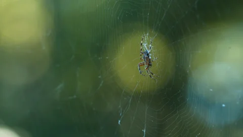 Male Cross Spider on Web Stock Footage 346262189