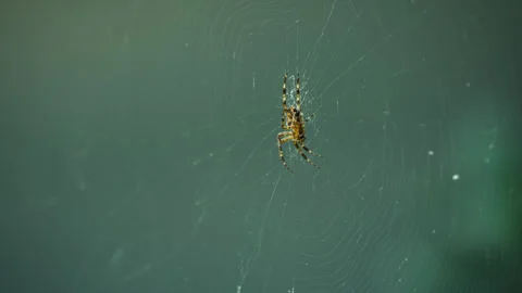 Male Cross Spider on Web - Macro Stock Footage 346261499