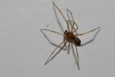 Male cupboard spider. Stock Photos