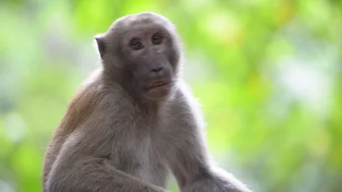 Male cute wild monkey sitting in a tree Stock Footage 128173201