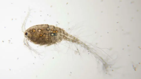 Male cyclops under the microscope  in lake water. Close up. UHD 4K Stock Footage 107844227