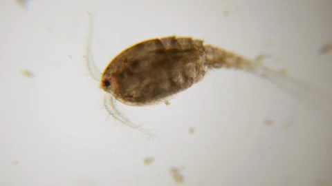 Male cyclops under the microscope in lake water. Close up. Stock Footage 276912118