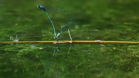Male damselfly clasping the female while she lays eggs. Another pair Stock Footage 163398687