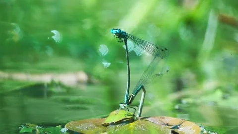 Male damselfly clasping the female while she lays eggs under the leaf on Stock Footage 163398754