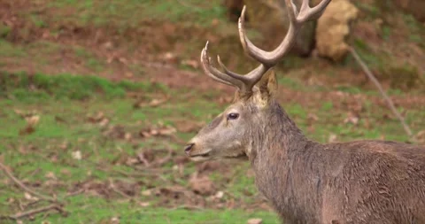 Male deer closeup Stock Footage 280489813