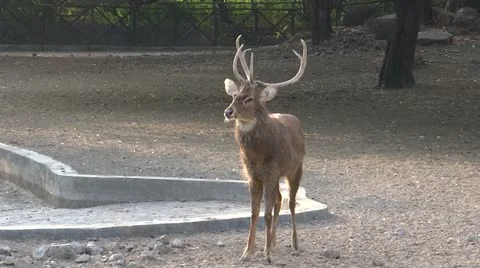 The Male Deer Stock-Footage 22202030
