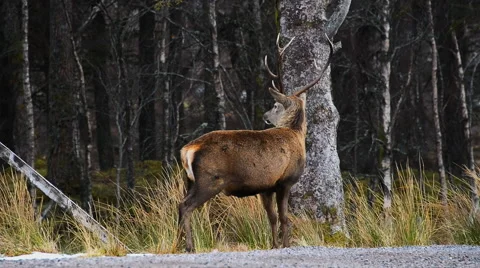 Male deer Stock Footage 47894380