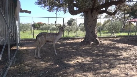 Male Deer Video stock 76970653