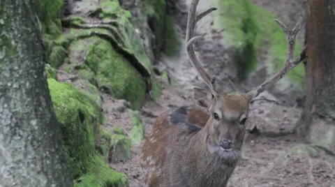 Male deer in the forest Stock Footage 8568558