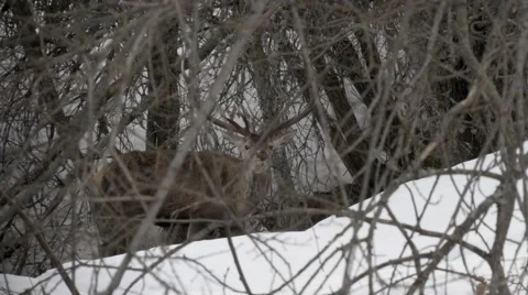 Male deer in the forest Video stock 47932311