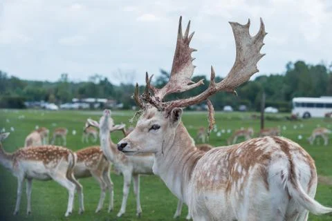 Male deer on a grass field Stock Photos