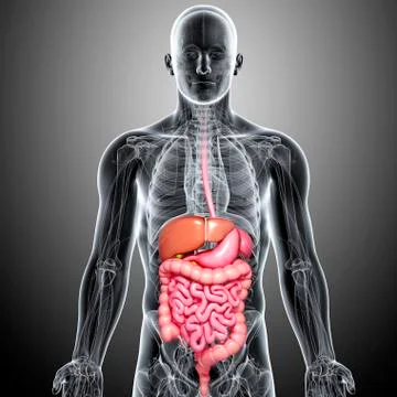 Male digestive system; artwork Stock Illustration